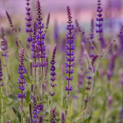 blue salvia
