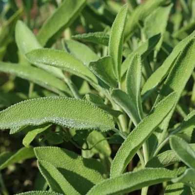 Blue salvia