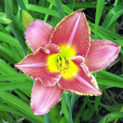 Daylily