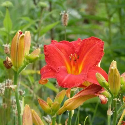 Daylily