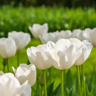 Close-up of white tulips in full bloom, representing purity, peace, and fresh starts in a vibrant spring garden.