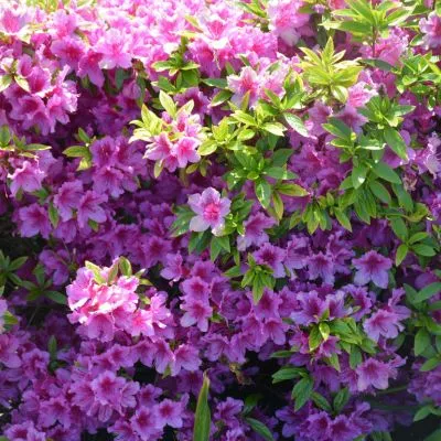 Vibrant azalea flowers in full bloom, showcasing bright red, pink, and purple hues in a garden setting.
