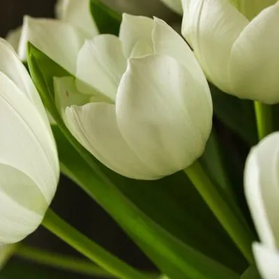 Close-up of white tulips in full bloom, representing purity, peace, and fresh starts in a vibrant spring garden.