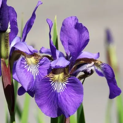 A close-up of vibrant iris purple flowers blooming in a lush garden, their delicate petals swaying gently in the breeze