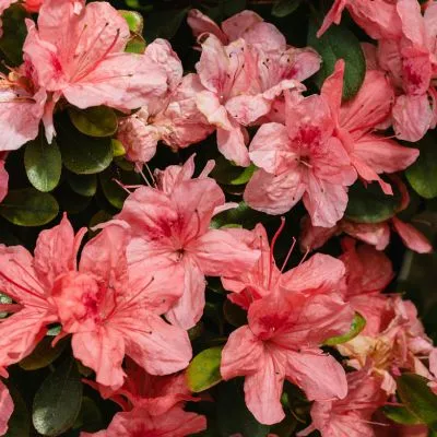 Vibrant azalea flowers in full bloom, showcasing bright red, pink, and purple hues in a garden setting