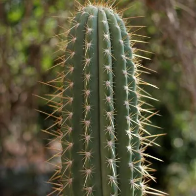 Tall green San Pedro cactus growing in the Andes mountains under clear blue skies