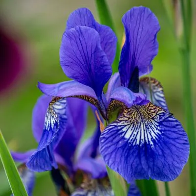 A close-up of vibrant iris purple flowers blooming in a lush garden, their delicate petals swaying gently in the breeze