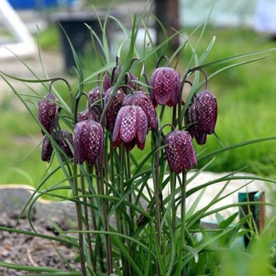 A vibrant Fritillaria flower blooming in a garden, showcasing its intricate petals and unique bell-shaped design.