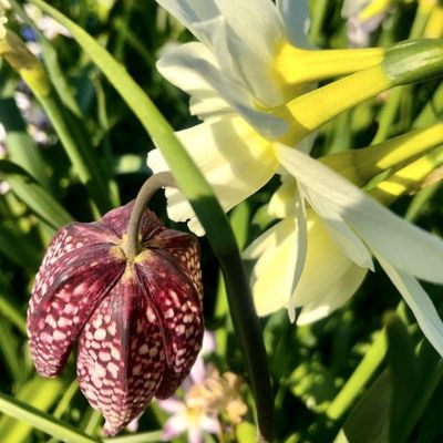 A vibrant Fritillaria flower blooming in a garden, showcasing its intricate petals and unique bell-shaped design.