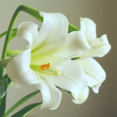 Close-up of blooming white lilies in a vibrant garden setting.