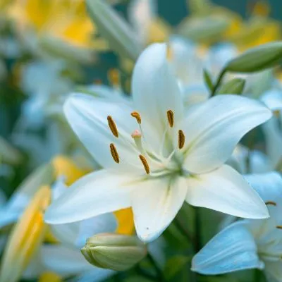 Close-up of blooming white lilies in a vibrant garden setting.