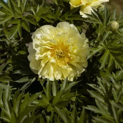 A vibrant yellow peony in full bloom, symbolizing prosperity, warmth, and renewal with its golden petals and elegant appearance.