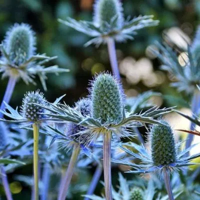 A close-up of vibrant blue thistle flowers with spiky, textured petals and rich green stems, standing tall in a garden setting.