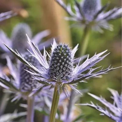A close-up of vibrant blue thistle flowers with spiky, textured petals and rich green stems, standing tall in a garden setting.