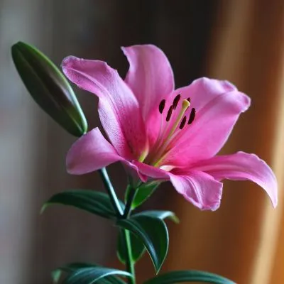Close-up view of a vibrant purple lily with delicate, soft petals and rich green leaves, set against a blurred natural background.