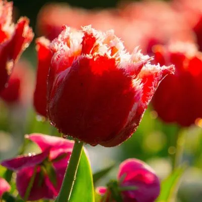 Close-up of vibrant parrot tulips with ruffled, multicolored petals in a garden setting.