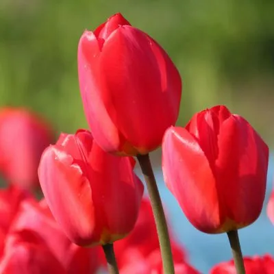 Vibrant red tulips in full bloom, surrounded by lush green leaves, showcasing their beauty in a garden setting.