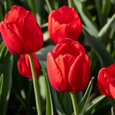 Vibrant red tulips in full bloom, surrounded by lush green leaves, showcasing their beauty in a garden setting.