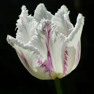 Close-up of vibrant parrot tulips with ruffled, multicolored petals in a garden setting.