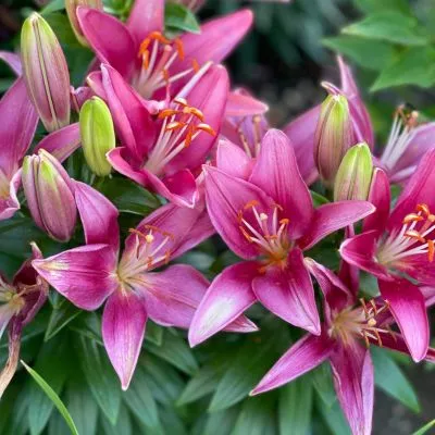 A vibrant bloom of pink lilies with delicate petals and rich color, symbolizing beauty and elegance in a garden setting.