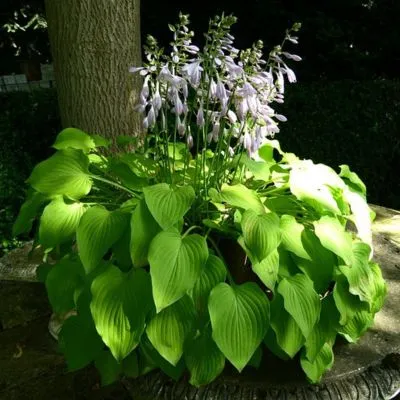 A vibrant green hosta plants with large, textured leaves growing in a shaded garden bed.