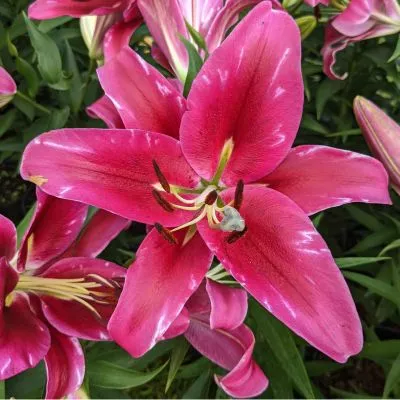 A vibrant bloom of pink lilies with delicate petals and rich color, symbolizing beauty and elegance in a garden setting.