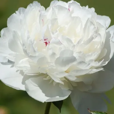 Close-up of elegant white peonies in full bloom, showcasing their delicate petals and timeless beauty.