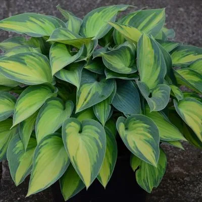 A vibrant green hosta plants with large, textured leaves growing in a shaded garden bed.