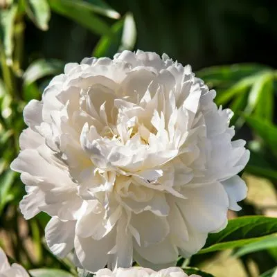 Close-up of elegant white peonies in full bloom, showcasing their delicate petals and timeless beauty.