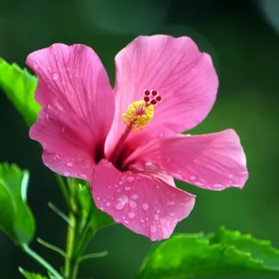 Close-up of a vibrant red hibiscus flower in full bloom surrounded by lush green leaves in a sunny garden.