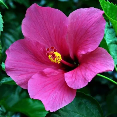 Close-up of a vibrant red hibiscus flower in full bloom surrounded by lush green leaves in a sunny garden.
