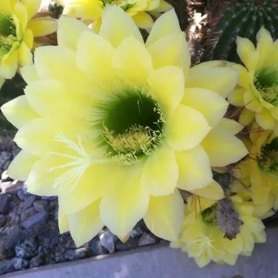 Vibrant cactus flowers in full bloom, showcasing their bright and colorful petals against a backdrop of green stems and spines.