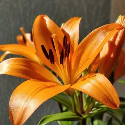 Vibrant Orange Lily blooming in a garden with bright petals and lush green leaves.