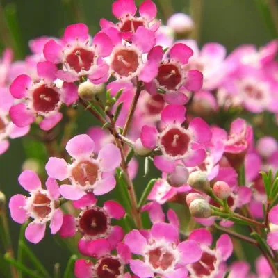 A close-up of waxflower blooms with delicate pink and white petals surrounded by lush green foliage, capturing the plant’s natural beauty.