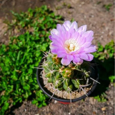 Vibrant cactus flowers in full bloom, showcasing their bright and colorful petals against a backdrop of green stems and spines.