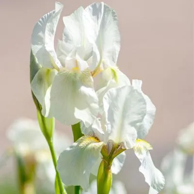 Close-up of a blooming white iris flower with delicate petals and vibrant green leaves in the background.