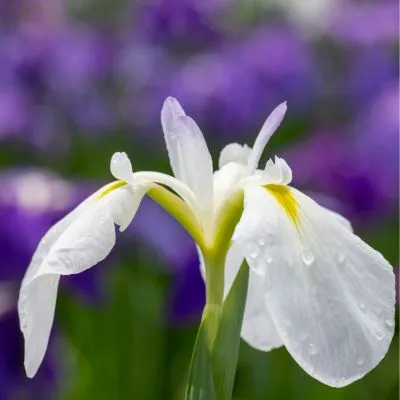 Close-up of a blooming white iris flower with delicate petals and vibrant green leaves in the background.