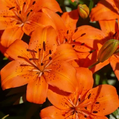 Vibrant Orange Lily blooming in a garden with bright petals and lush green leaves.