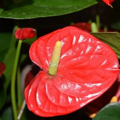 Close-up of a vibrant red Antherium flower with glossy heart-shaped petals and a bright yellow spadix.