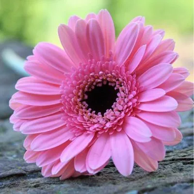 Close-up of vibrant pink daisies in full bloom under soft sunlight.