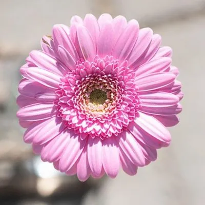 Close-up of vibrant pink daisies in full bloom under soft sunlight.