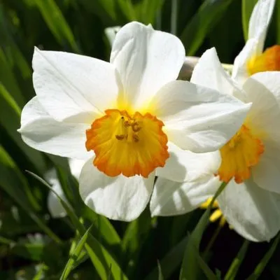 A close-up of a blooming white daffodil with delicate petals and a bright yellow center, surrounded by lush green foliage.