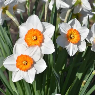 A close-up of a blooming white daffodil with delicate petals and a bright yellow center, surrounded by lush green foliage.